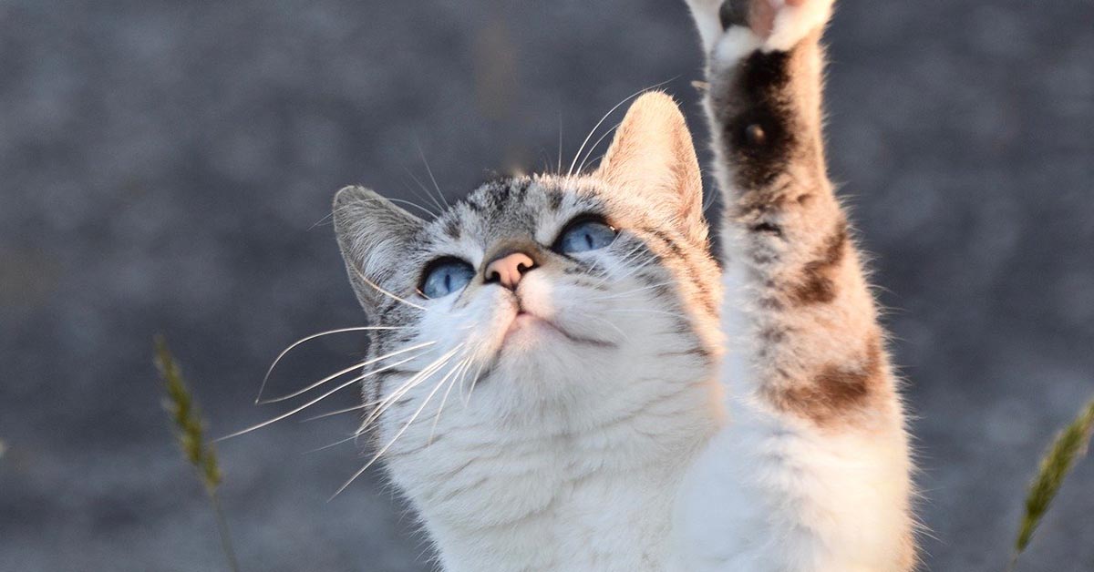 I gatti possono mangiare le banane? Cosa sapere