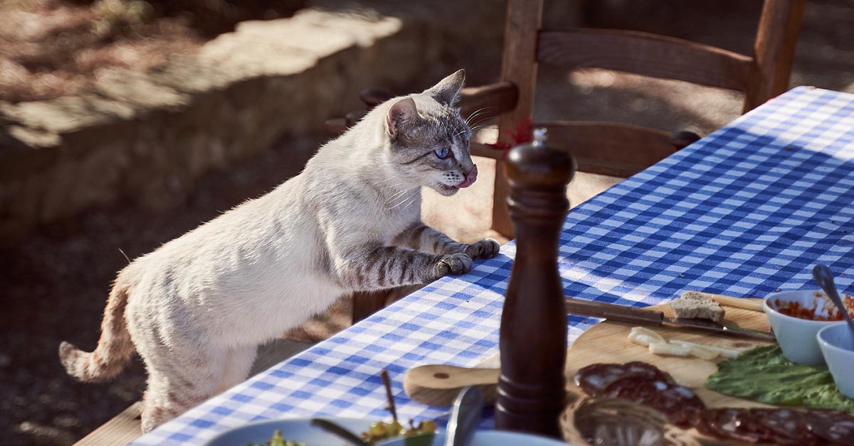 I gatti possono mangiare le sardine oppure no?