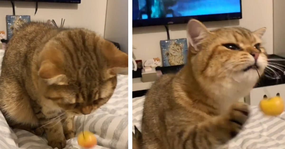 Il gattino assaggia la ciliegia e la sua reazione fa il giro del web (video)