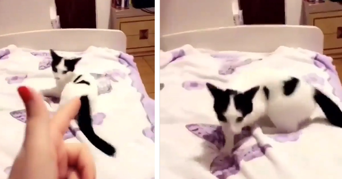Il gattino attore finge la propria morte di fronte al finto sparo (video)