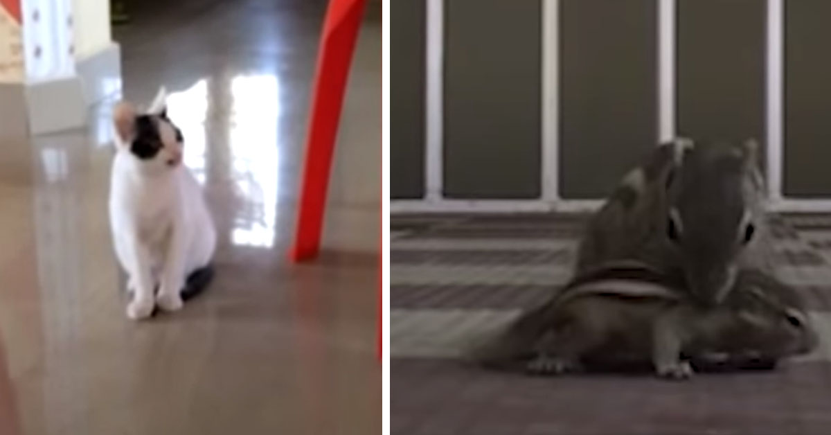 Il gattino che ha aiutato dei cuccioli di scoiattolo a ritrovare la loro mamma (video)
