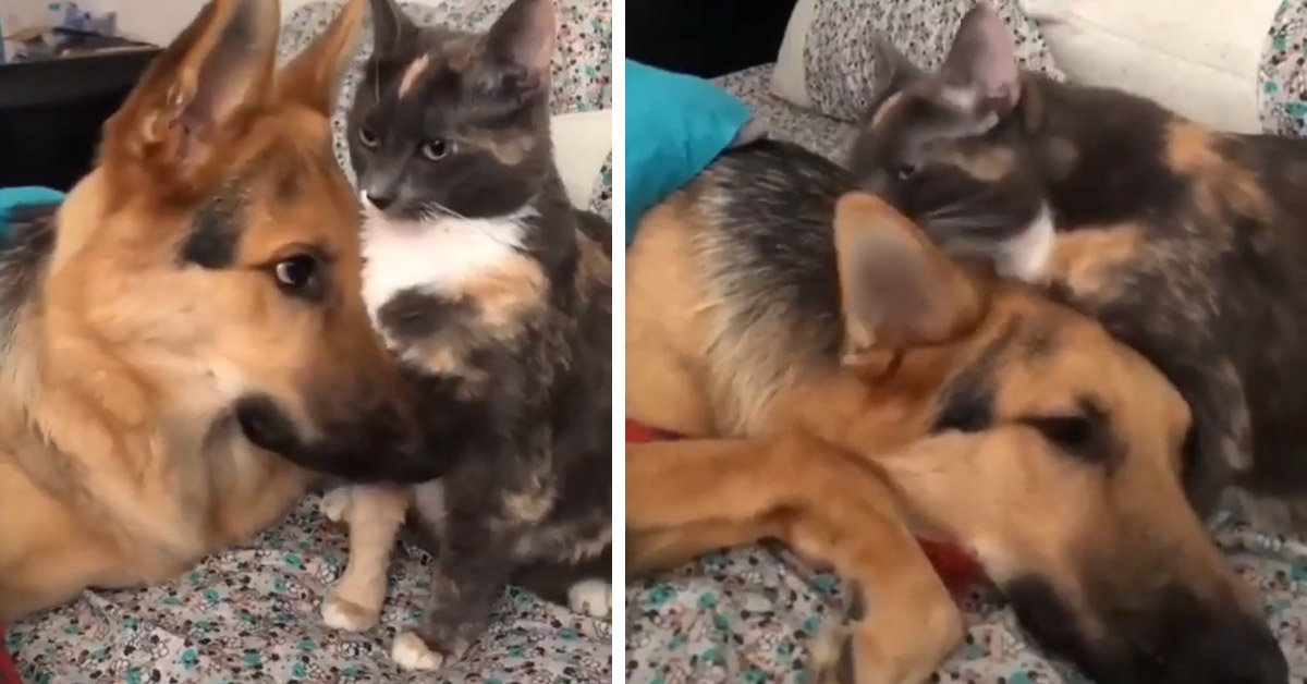 Il gattino e il Pastore Tedesco si fanno le coccole e il video fa il giro del web