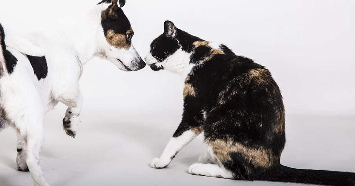 Gatto e cane che si annusano