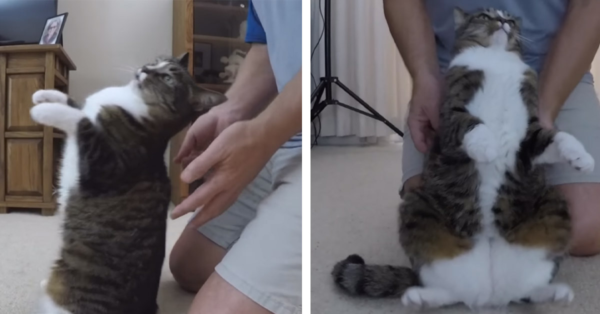 Il gattino fa il test della fiducia con il suo proprietario e il video conquista il web