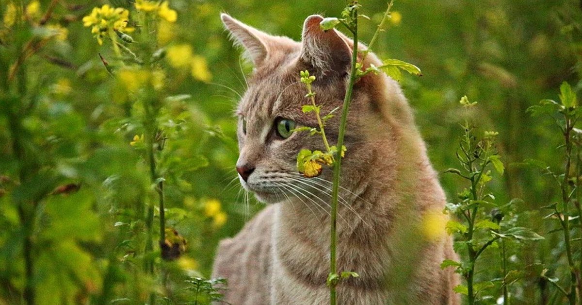 Gatto tra l'erba