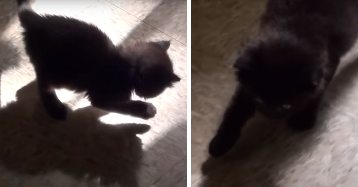 Il gattino gioca con la propria ombra e il video conquista il web