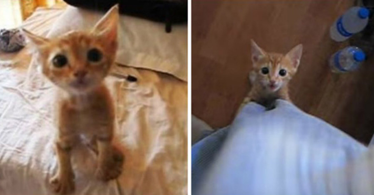 Il gattino randagio vede per la prima volta una ciotola piena e la sua reazione diventa virale (video)