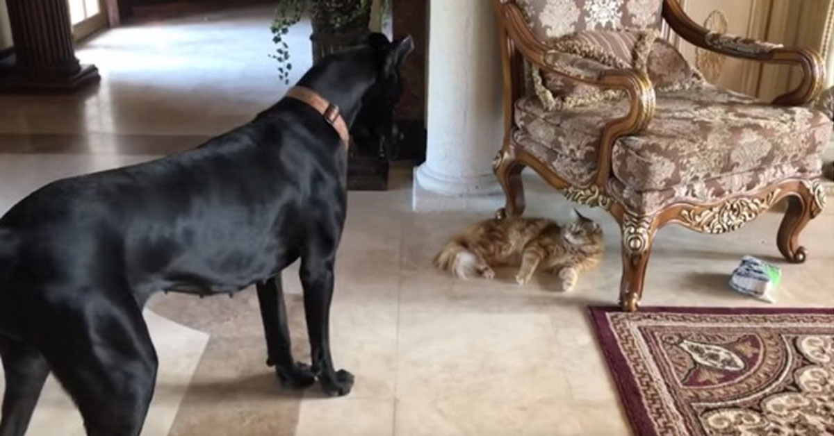 Il gattino ruba il gioco all’Alano e lui non ha il coraggio di riprenderlo (video)