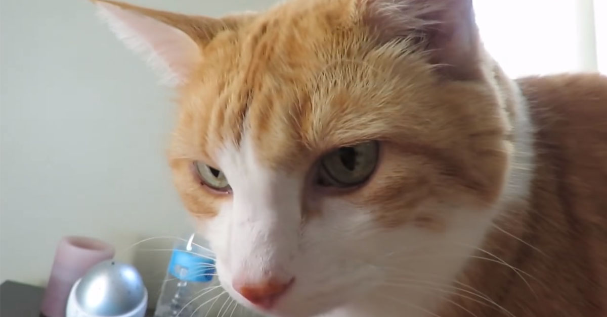 Il “gattino sveglia” che proprio non vuole lasciare dormire il proprietario (video)