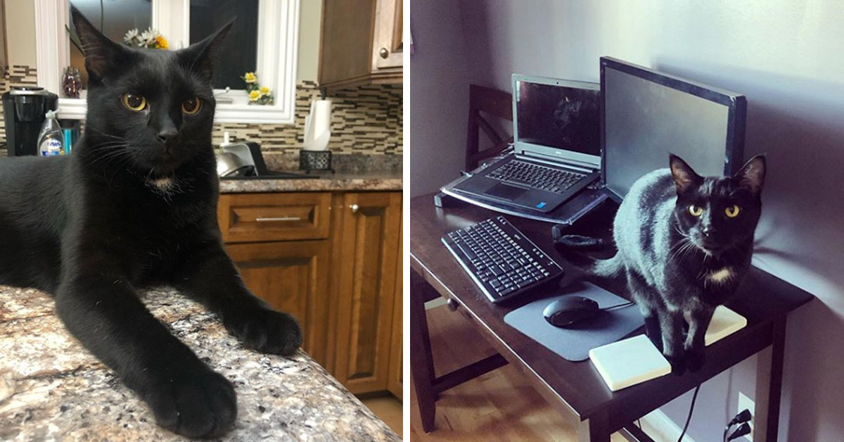 Joey, il gattino che ha salvato la sua famiglia da un incendio
