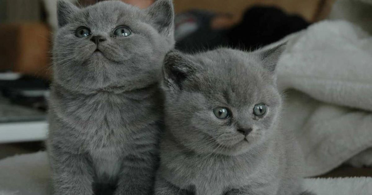 Jones, il gattino che non si separa dal suo fratellino
