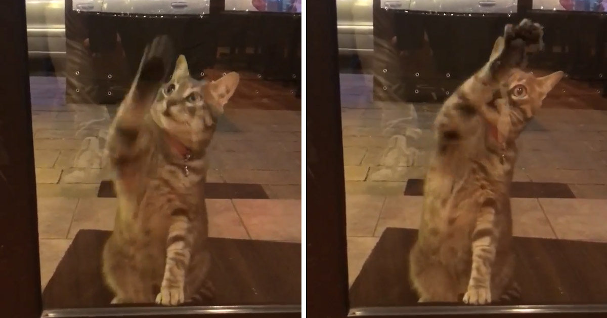Joseph, il gattino “lavavetri” che fa impazzire il web (video)