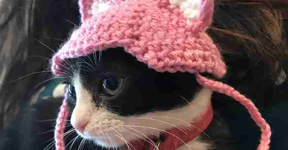 Gatto con un cappellino