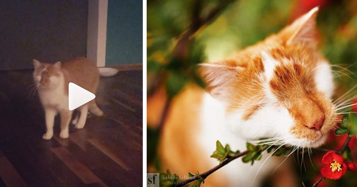 Kazou, il gattino cieco che dopo molte sofferenze ha trovato la felicità (video)