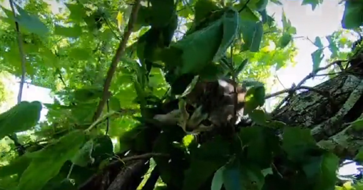 Kiki, il gattino intrappolato su un albero, è stato salvato (video)