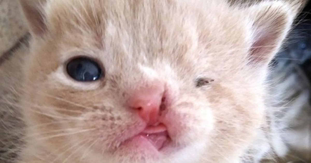 Kurduroy, il gattino nato con il labbro leporino
