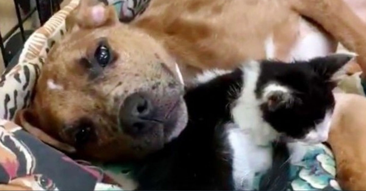 Laila, il gattino che è rinato grazie all’amicizia con un cane di nome King (video)