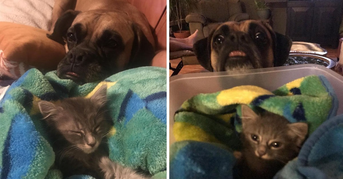 Lennox, il gattino che dopo il salvataggio ha trovato in un Boxer il suo angelo custode