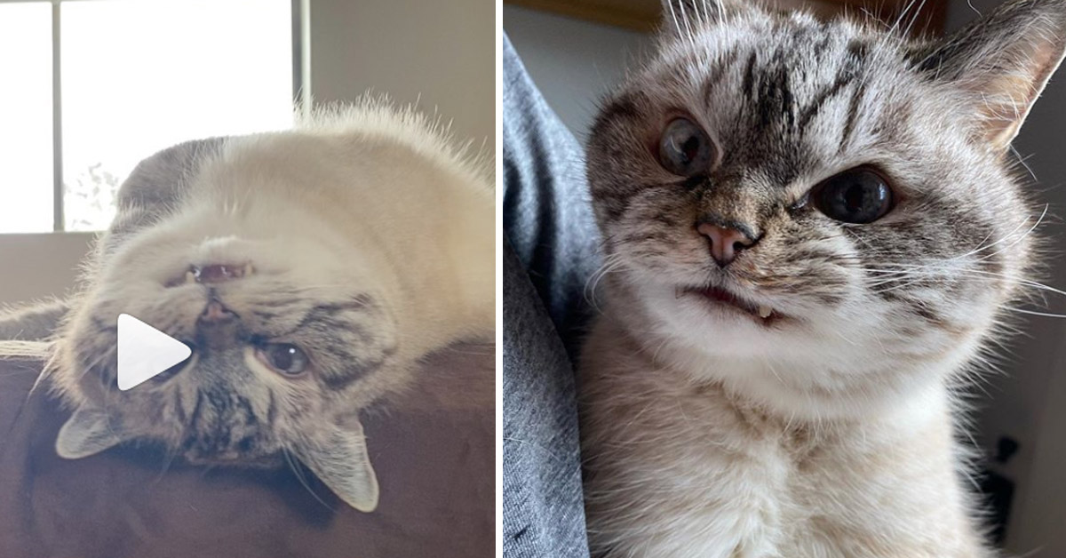 Loki, il gattino vampiro con la faccia arrabbiata che è una star di Instagram (video)