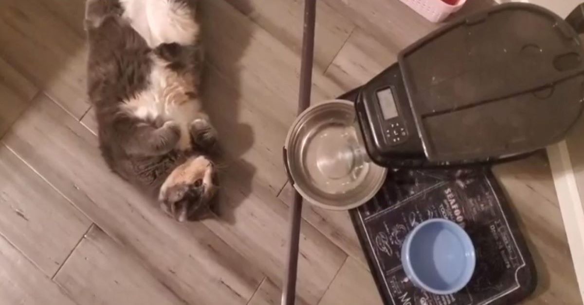Luna è un gatto che è ossessionato dal cibo. Non riesce proprio a farne a meno. (video)