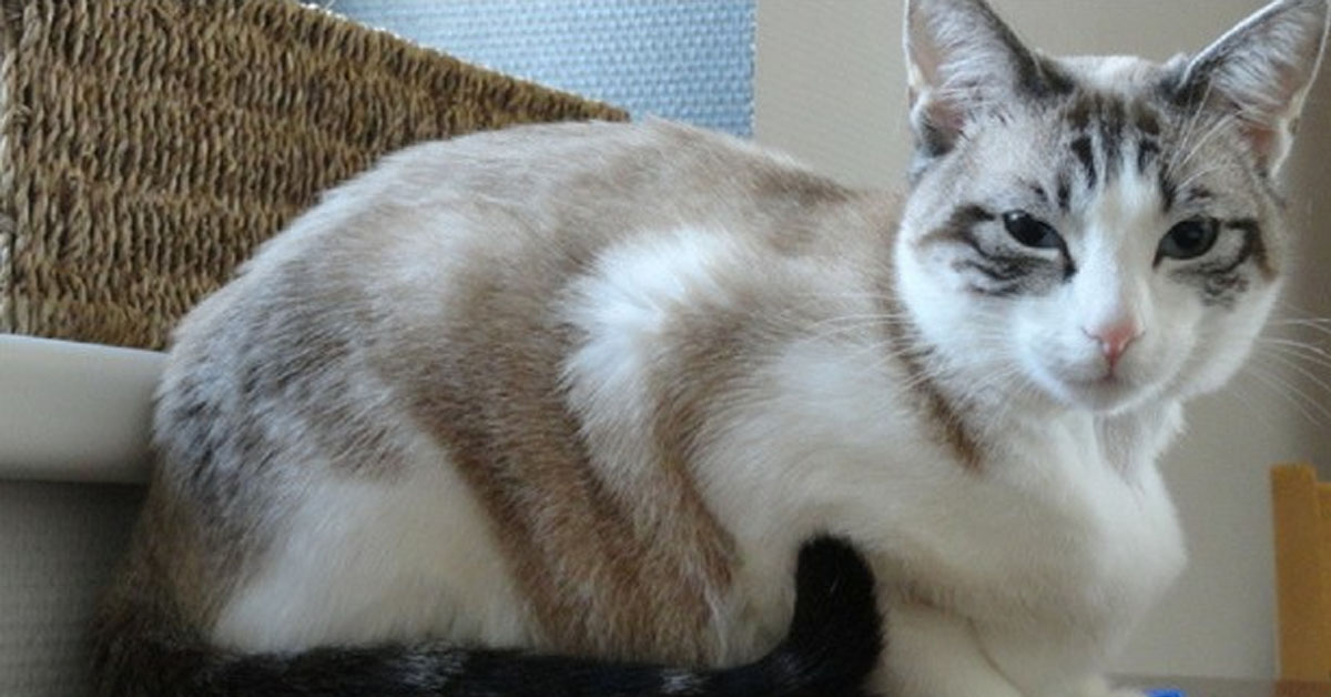 Malowa, il gattino che dopo una vita in gabbia ha finalmente conosciuto la felicità
