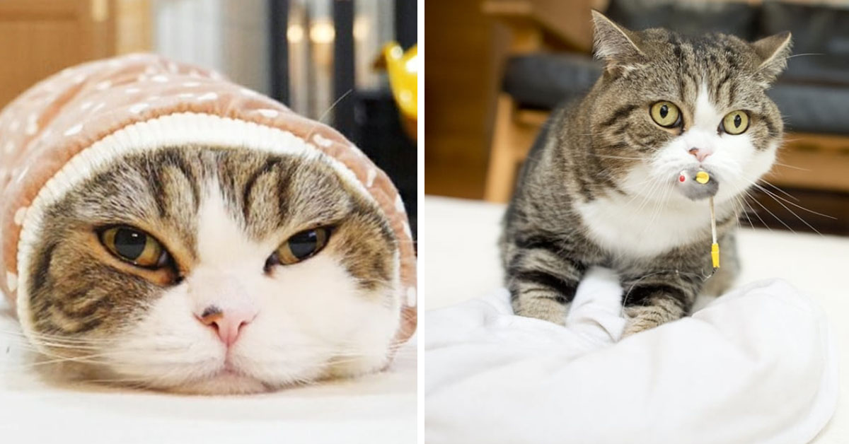 Maru, il gattino che su Instagram fa impazzire tutti (video)