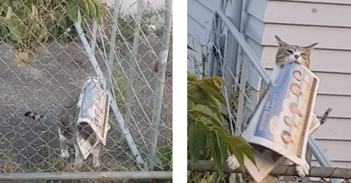 Max, il gattino che ogni mattina porta il giornale alla sua famiglia (video)