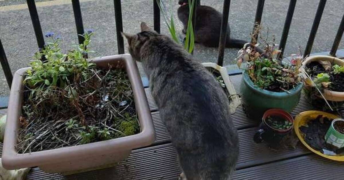 gatto sul terrazzo