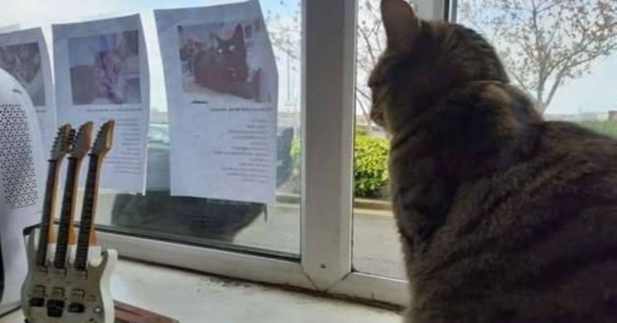 Midnight, il gattino che osserva tutti dalla finestra
