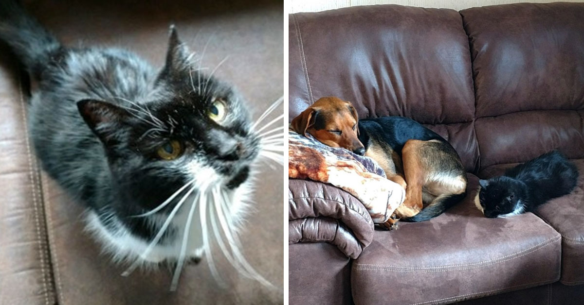Mila, la gattina che dopo 17 anni di solitudine ha finalmente conosciuto l’amore