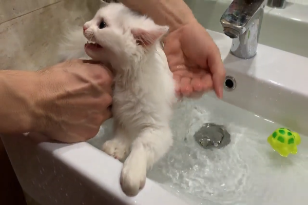 gatto e acqua