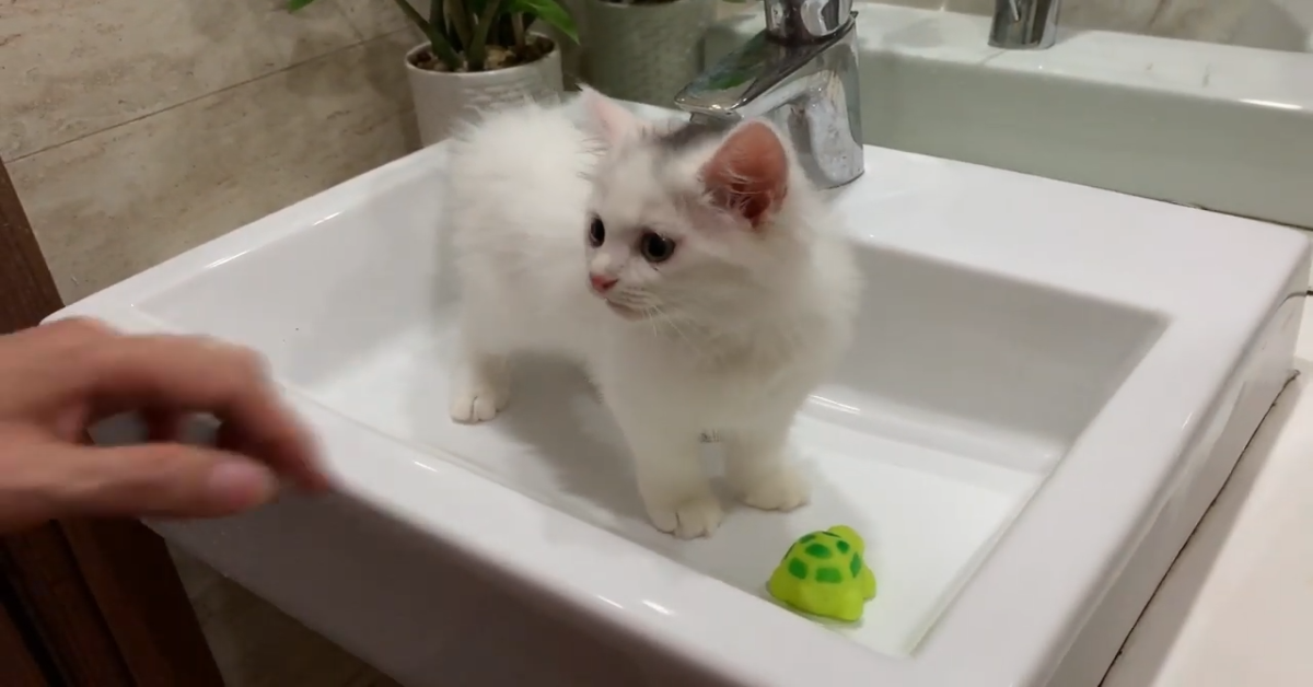 gatto sul lavandino