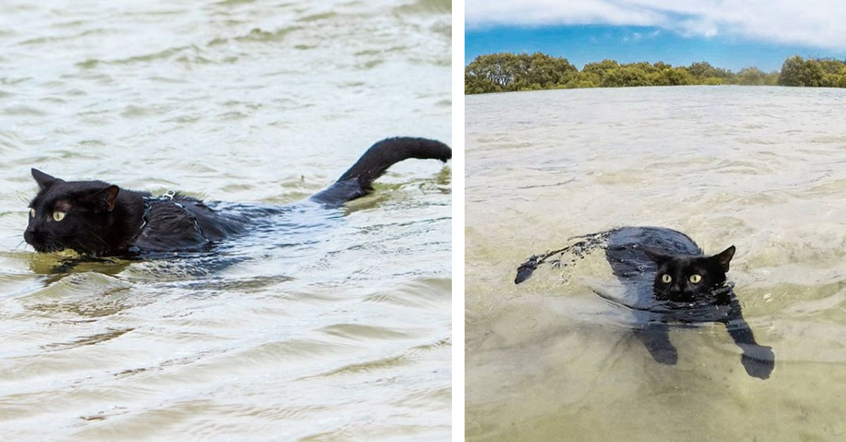 Nathan, il gattino innamorato della spiaggia e del mare (video)
