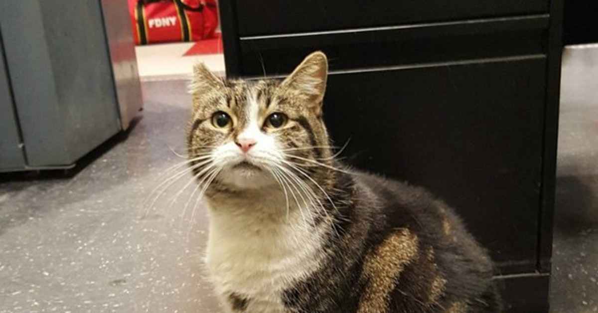 Il gattino pompiere che ha trovato la felicità dopo il salvataggio dei Vigili del Fuoco