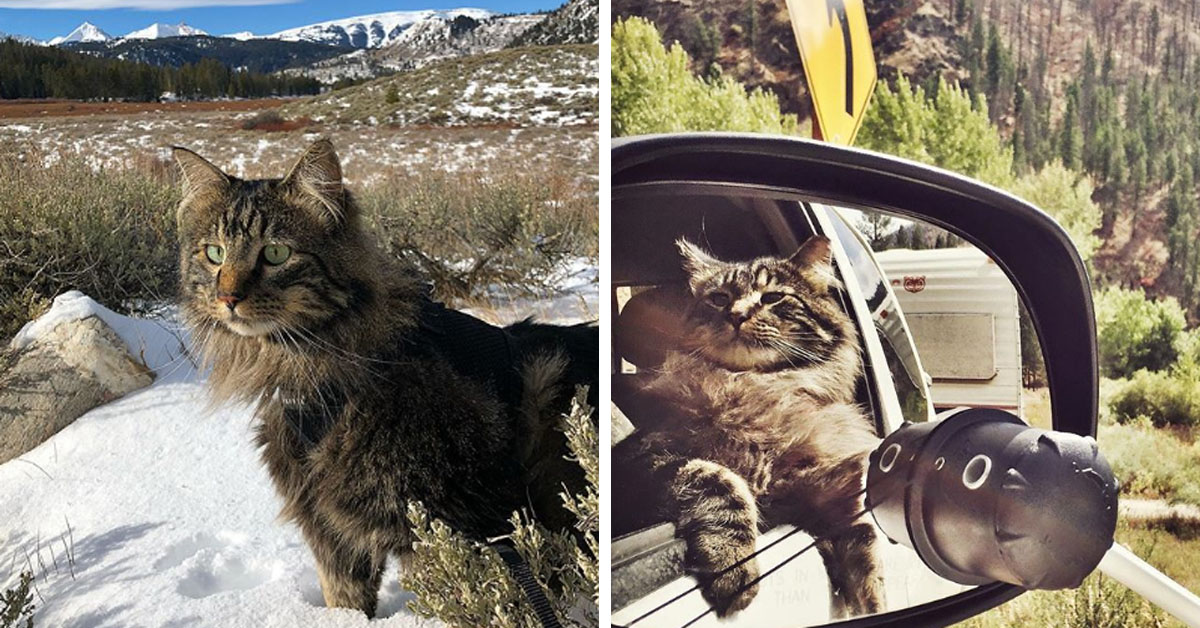 Otis, il Maine Coon con una vita straordinaria (video)