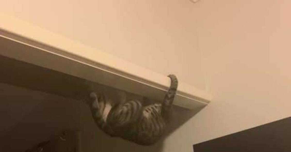 gatto sul soffitto