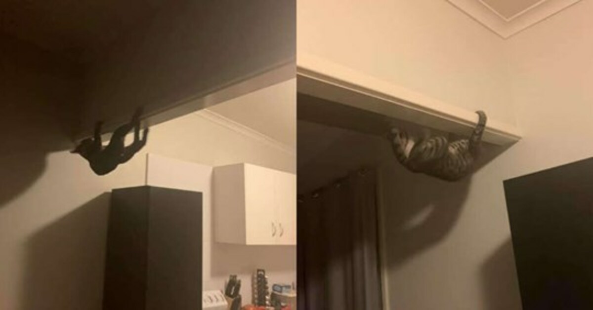 Peewee, la gattina che ama arrampicarsi e camminare sul soffitto
