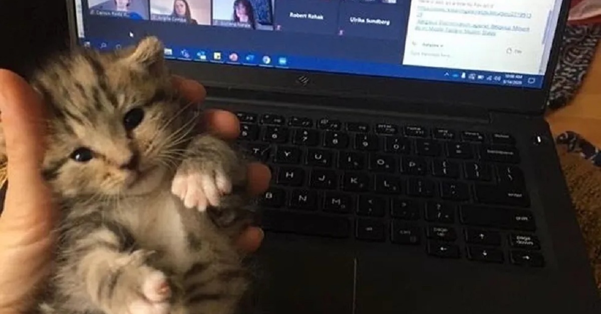 Petunia, il gattino che partecipa al lavoro del suo padroncino (video)
