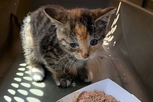 polly gattino che viveva sotto un autobus