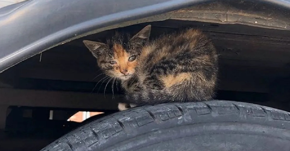 Polly, il gattino che viveva sotto un autobus