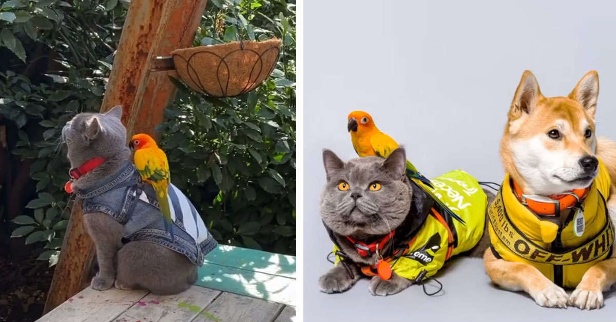 Ponzu, il gattino migliore amico di un pappagallo e di un cane (video)