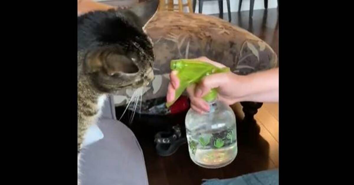 gatto gioca con l'acqua