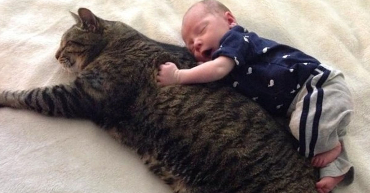 Puma, il gattino migliore amico di un bambino: la storia di un’amicizia incredibile