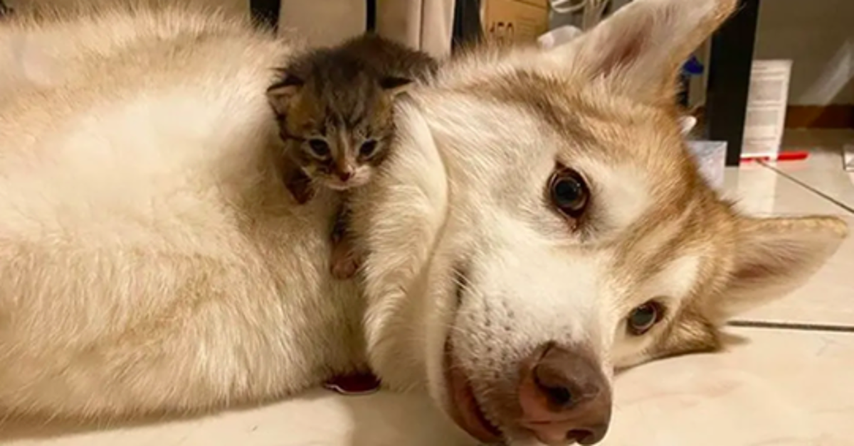 Quattro gattini scambiano un Husky per la loro mamma