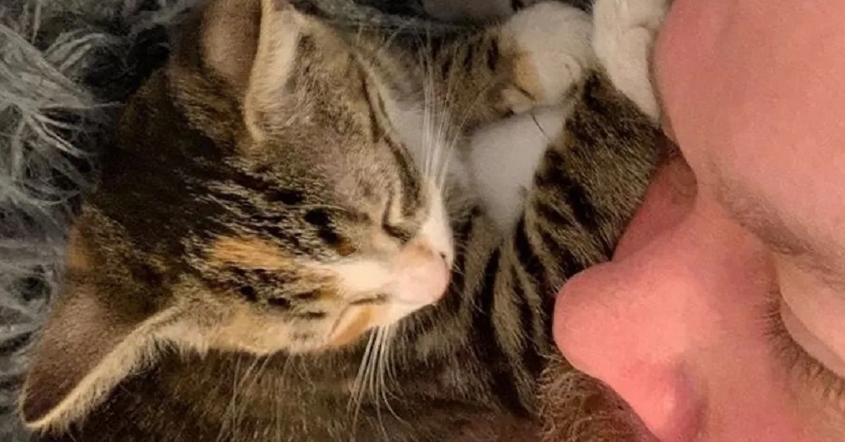 Ratbag, il gattino che si è fatto strada all’interno di un ristorante e ha conquistato il proprietario (video)