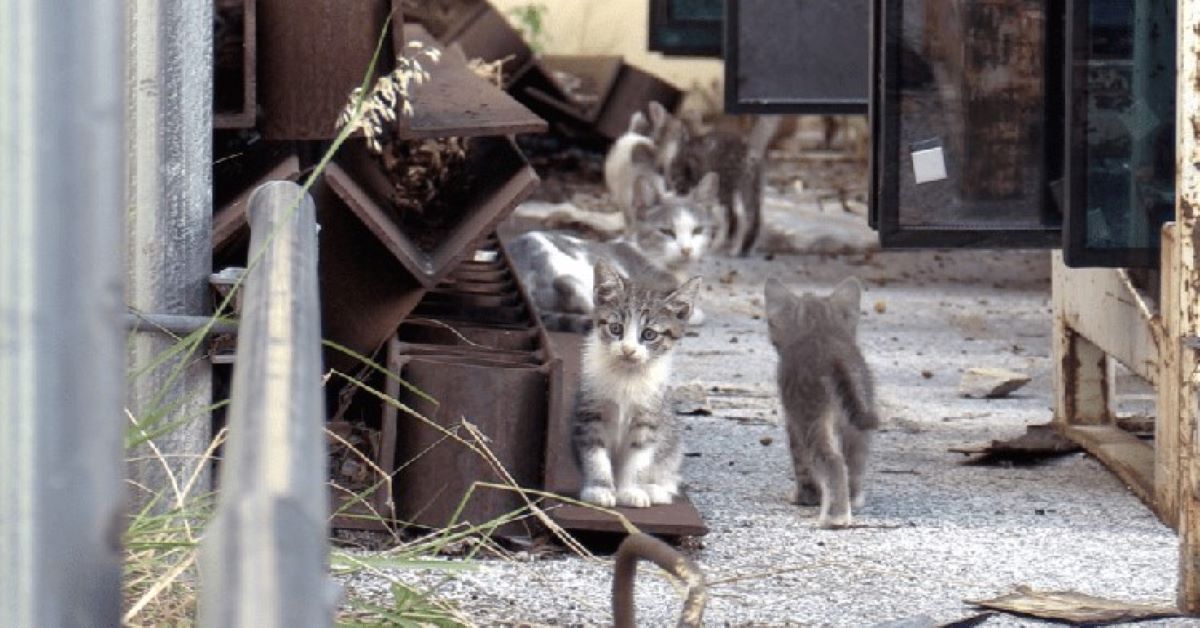 Rocky, il gattino salvato dalla zona industriale