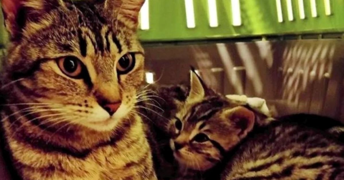 Ron, il gattino salvato che ha avuto la possibilità di non separarsi dalla sua mamma (video)