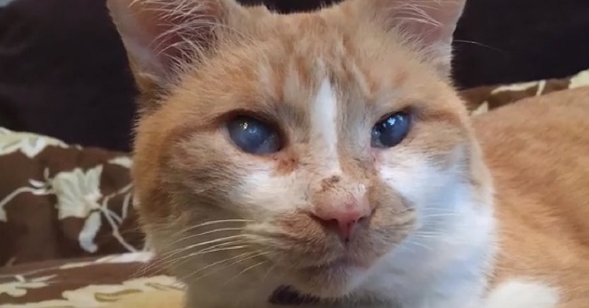 Rufus, il gatto cieco e sordo che non perde la voglia di vivere (video)