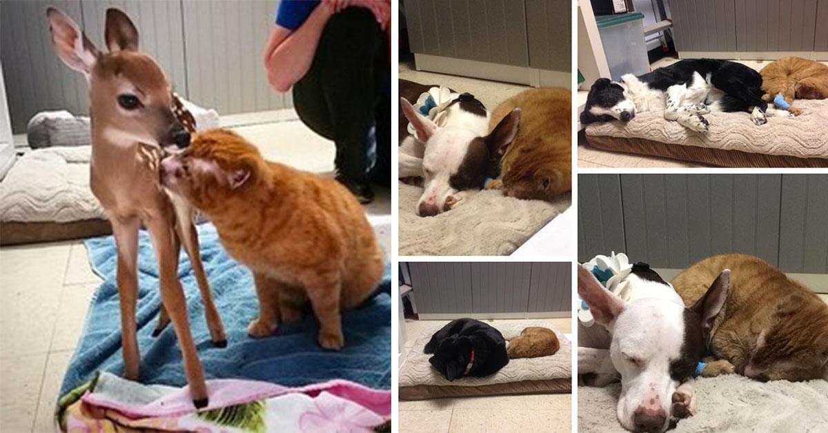 Russell, il gattino sopravvissuto ad un incendio che ora si prende cura degli altri animali