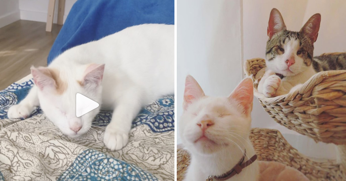 Siete, il gattino cieco che dopo il salvataggio ha conosciuto l’amore (video)